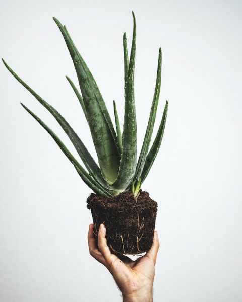 Aloe Vera 5 Zimmerpflanzen, die die Luft reinigen TopFunf.de